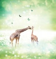 Фотообои Жирафы и бабочки