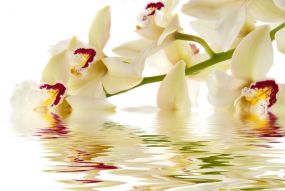 Фреска Цветы орхидеи на воде