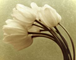 Фреска Белые тюльпаны