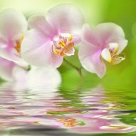 Фреска Цветок орхидеи над водой