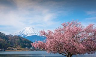 Фотообои пейзаж сакура и горы