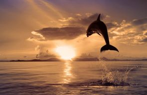 Фотообои Дельфин в прыжке