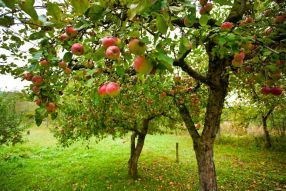 Фреска яблоневый сад