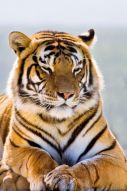 Фреска амурский тигр