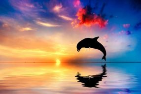 Фреска Играющий дельфин
