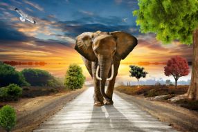 Фотообои Слон и закат