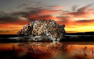Фреска Нежный котик из джунглей на фоне заката