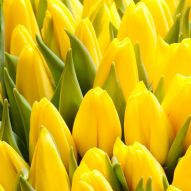 Фотообои желтые тюльпаны
