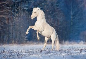 Фреска Белый конь
