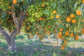 Фреска Апельсиновое дерево