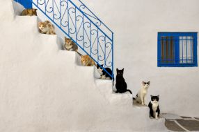 Фреска Коты на ступеньках