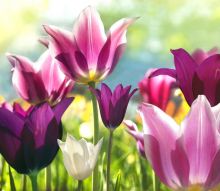 Фотообои нежные тюльпаны
