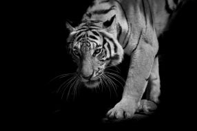 Фреска Тигр на черном фоне