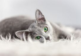 Фреска Зеленоглазая кошка