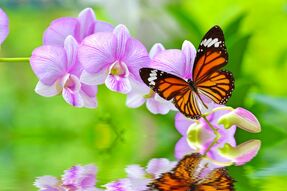Фотообои Бабочка и орхидея над водной гладью