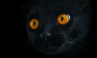 Фреска Взор черного кота