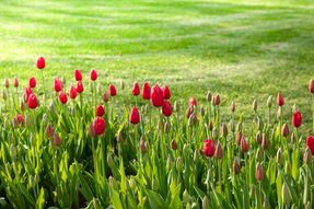 Фотообои Поле красных тюльпанов