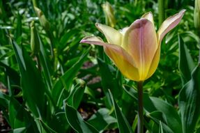 Фотообои Раскрывшийся цветок тюльпана