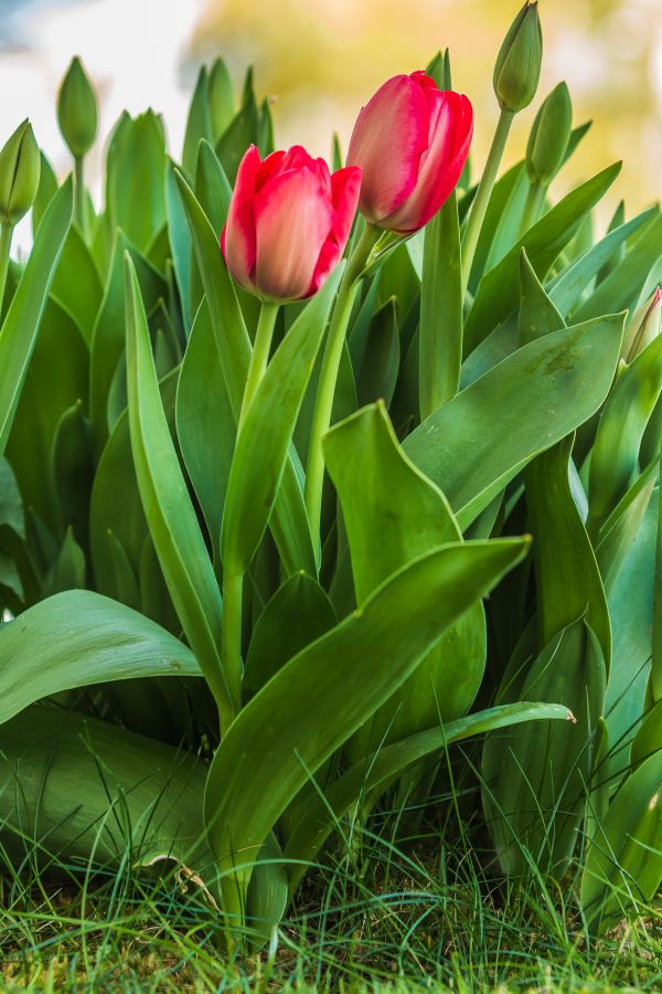 Фотообои Красные тюльпаны