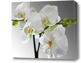 Картина Ветка белой орхидеи