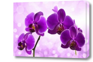 Картина Ветка фиолетовой орхидеи