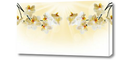 Картина Орхидея белая