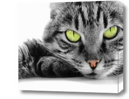 Картина Зеленоглазая кошка